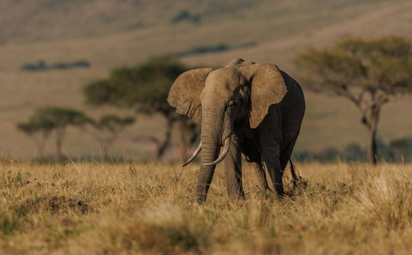 Comment organiser une expédition pour observer les éléphants en savane africaine?